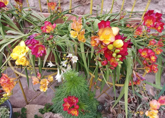 Mystery Garden Famagusta (Northern Cyprus)