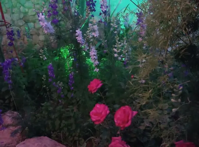 Mystery Garden Bed & Breakfast