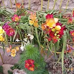 Mystery Garden Αμμόχωστος
