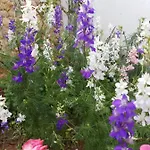 Bed and Breakfast Mystery Garden 3*
