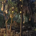 Mystery Garden